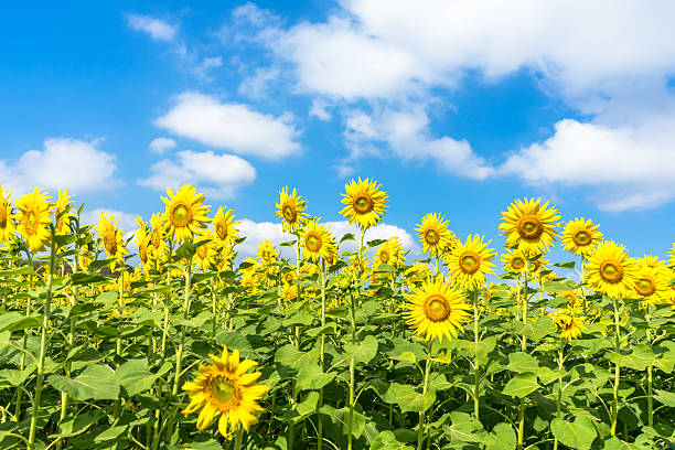 istock sunflower field and cloudy blue sky 503537336