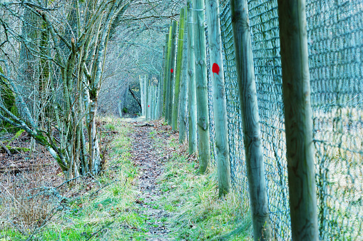 A narrow path in a nature reserve outside a wildlife fence. A hiking trail is marked out with red dots on the fence poles. Late December in Eriksberg outside Karlshamn, Sweden.