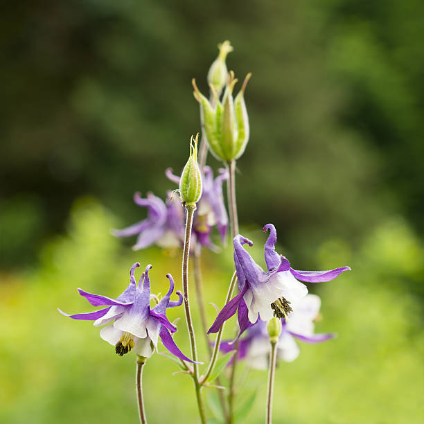 istock Flowers Aquilegia (Columbine) 503538532