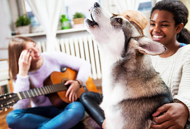 cane a casa, con i suoi amici - animals and pets arts and entertainment music foto e immagini stock