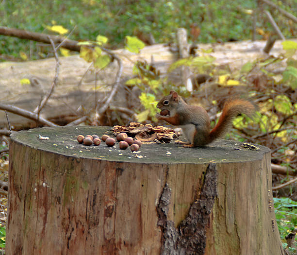istock Squirrel collecting acorns  for winter season 503539926