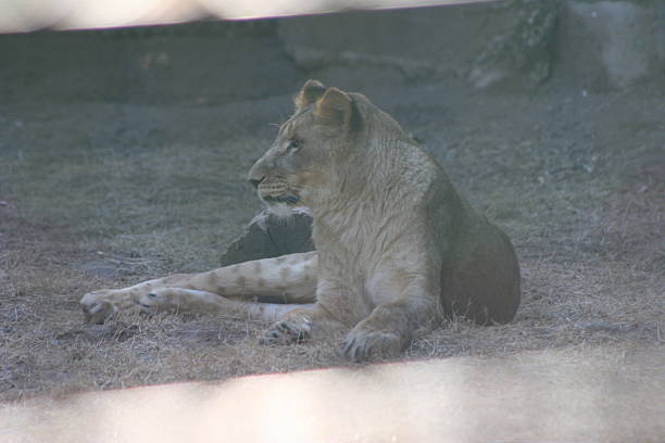istock Lioness Solemnly Looking Away 503540818