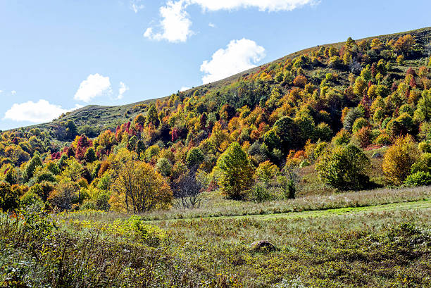 istock Autumn hill with trees and field 503541458
