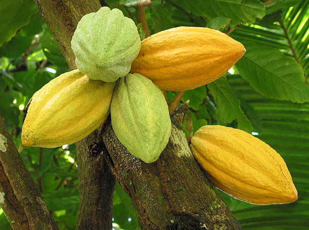 istock Cocoa pods on the tree, Grenada, West Indies. 503541676