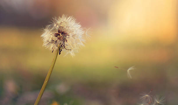 istock Among the Wildflowers 503541868