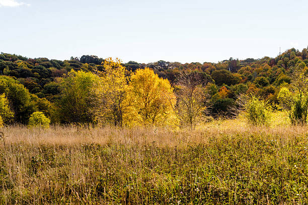 istock Yellow tree in an autumn field 503541986