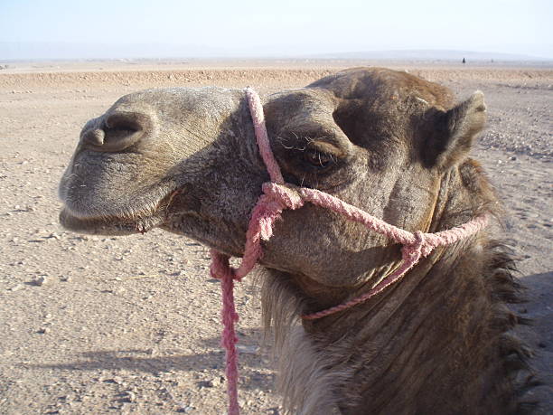 dromedario/camelo - bactrian camel imagens e fotografias de stock