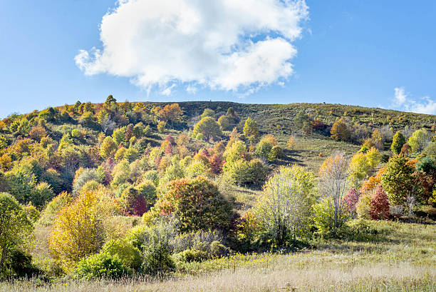istock Autumn hill with trees and field 503542262
