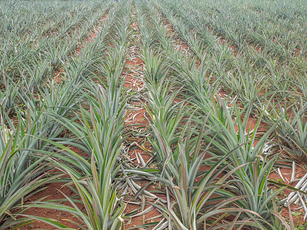 Green Baby Plant of pineapple in a garden Farms. Green Baby Plant of pineapple in a garden Farms. dole stock pictures, royalty-free photos & images