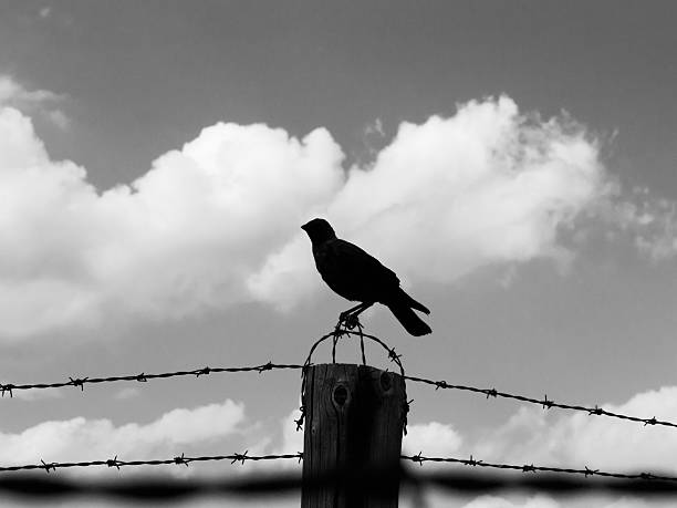 istock Crow on the barb wire fence 503544738
