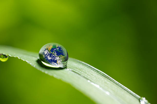 istock leaf with rain droplets - Recovery earth concept 503545192