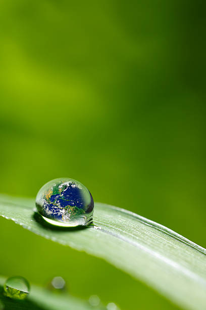 istock leaf with rain droplets - Recovery earth concept 503545260