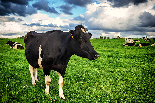 Vaca preta em Campo Verde - foto de acervo