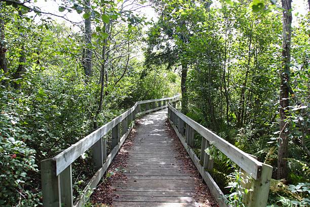 istock Walking trail over a wetland 503553722