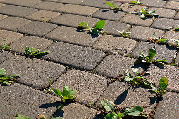 istock Sprouts of plantain in the pavement 503553936