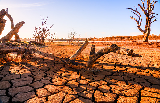 Tree in the Namibe Desert. Angola.