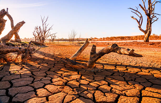 Dead tree under dramatic evening sunset Global warming concept. Dead tree under dramatic evening sunset sky at drought cracked desert landscape dry cracked soil stock pictures, royalty-free photos & images