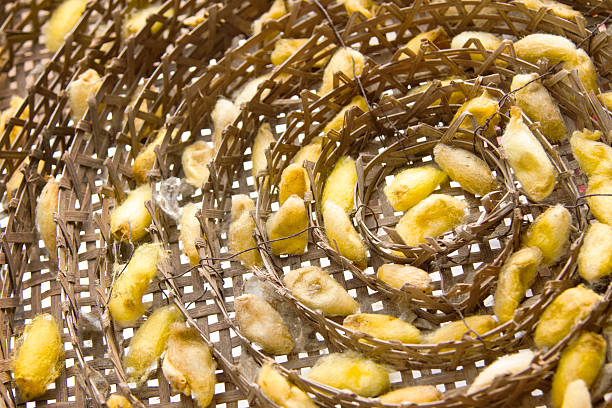 istock Silk worms nest in bamboo basket 503556734