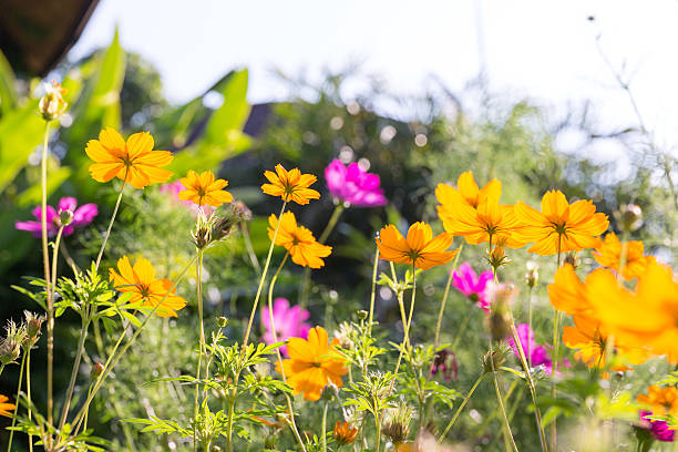 istock Cosmos flower in the garden 503556934