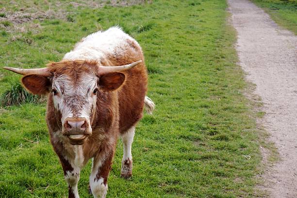 A young English Longhorn bullock, in a field beside a public footpath, facing forward