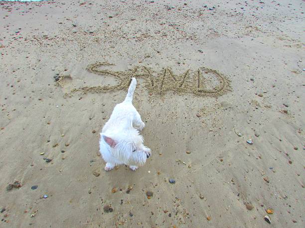 istock dog playing on the beach 503557284