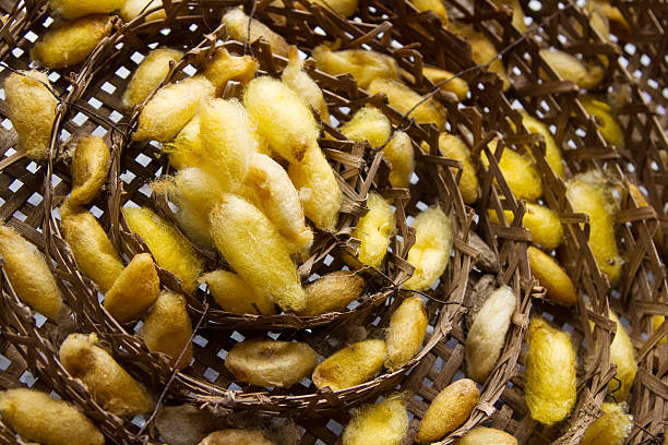 istock Silk worms nest in bamboo basket 503557510
