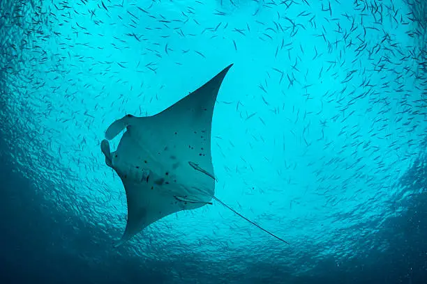 Manta ray feeding in the famous dive spot German Channel.