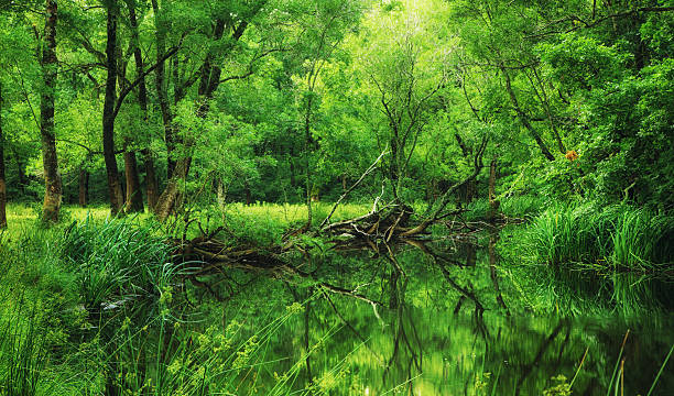 istock Longos Forest of Igneada, Turkey 503557744