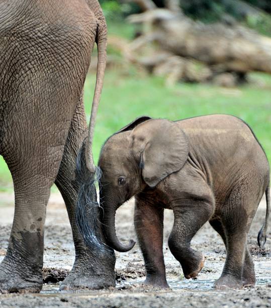 istock The elephant calf  with  elephant cow 503557758