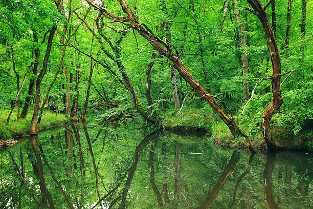 istock Longos (Flooded) Forest of Igneada, Turkey 503558106