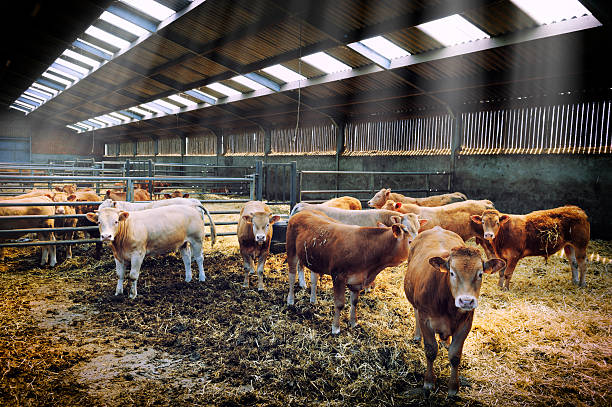 troupeau de vaches en parfaite étable - enclos de ferme photos et images de collection