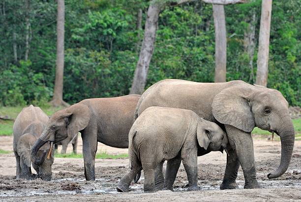 istock The elephant calf with elephant cow 503559740