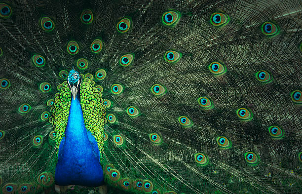 Male Peacock Peafowl in saturated colors. saturated color stock pictures, royalty-free photos & images