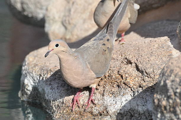 istock Mourning Dove Came for a Drink 503560752