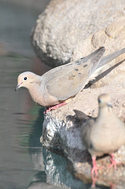 istock Mourning Dove Came for a Drink 503560768