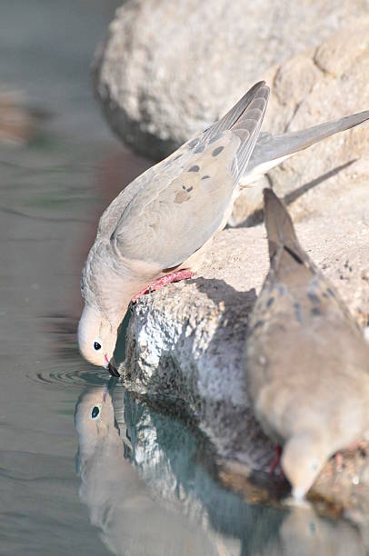istock Mourning Dove Came for a Drink 503560786