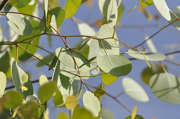 istock Close Up of Leaves in a Tree 503560828