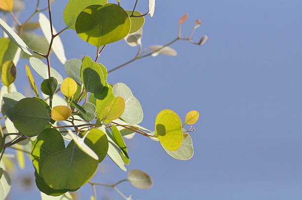 istock Close Up of Leaves in a Tree 503560840