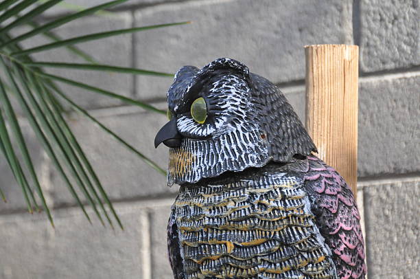 This owl is meant to scare off pigeons from drinking at the pool. Place:  Phoenix, Arizona, United States. Date Taken: 5-6-13