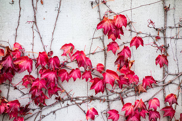 istock red autumn leaves on a wall 503561092