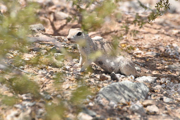 istock Tired Ground Squirrel on a Hot Day 503561914
