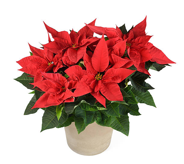 istock poinsettia plant 503562540