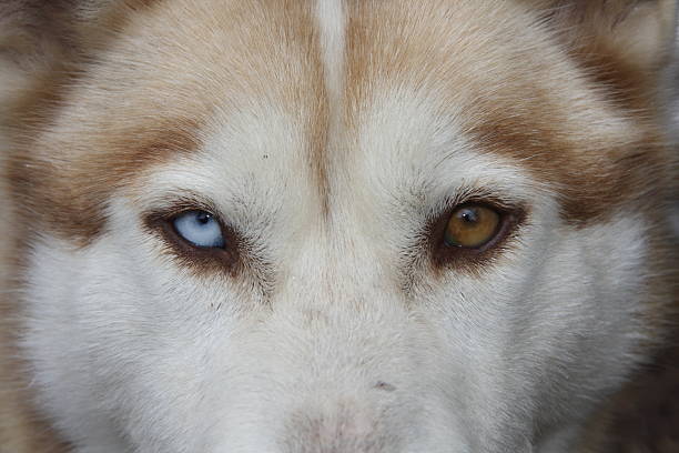 istock Siberian husky with different colored eyes. 503563161
