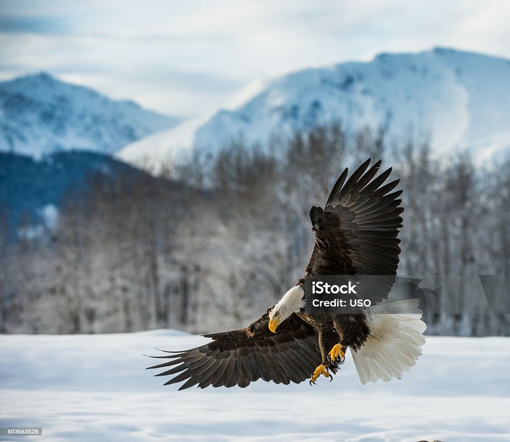 Weißkopfseeadler Mal im Schnee - Lizenzfrei Tier Stock-Foto