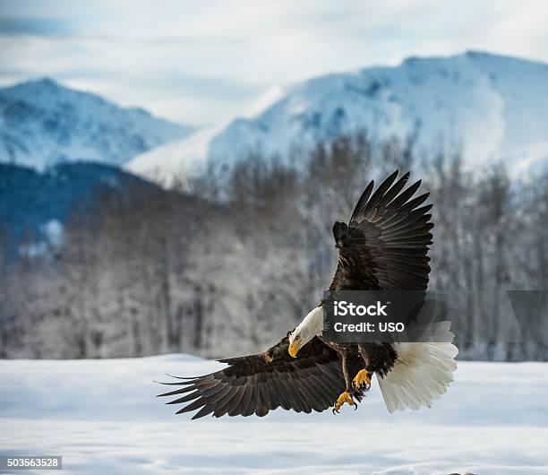 Weißkopfseeadler Mal Im Schnee Stockfoto und mehr Bilder von Tier - Tier, Wilde Tiere, Bedrohte Tierart