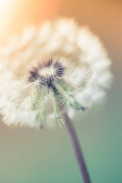istock Dandelion in the sunrise 503563779