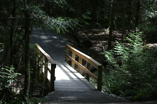 istock Footbridge on Vancouver Island, British Columbia, Canada 503564021
