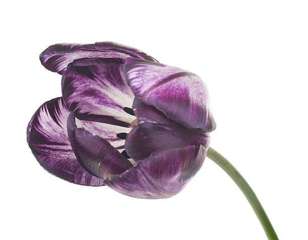 istock Purple tulip on white 503564090