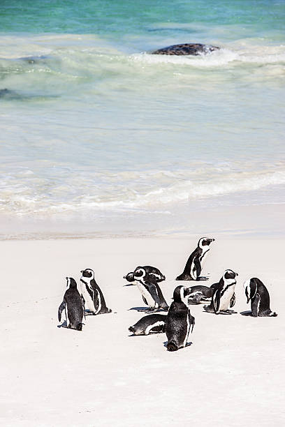 Shot of penguins at Boulder’s Beach in Cape Town, South Africa
