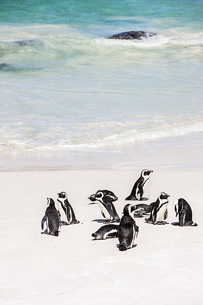 African Penguin Colony at the Beach Cape Town African Penguins - Black-footed Penguins at Boulders Beach Penguin Colony, Cape Town, South Africa.  boulder beach western cape province photos stock pictures, royalty-free photos & images